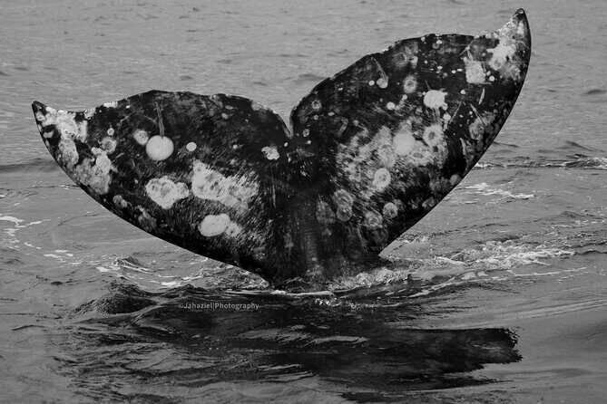 Gray Whale Journey: 10-Hour Tour with 3 Hours of Whale Watching - The Sum Up