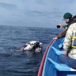 Gray Whale Sighting in López Mateos - Who Should Consider This Tour?