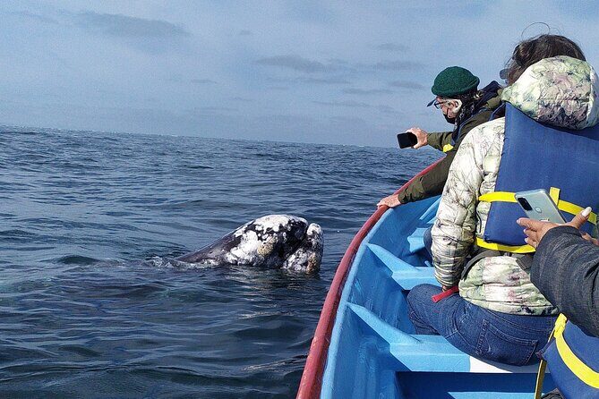 Gray Whale Sighting in López Mateos - Who Should Consider This Tour?