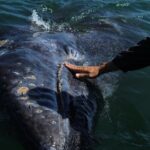 Gray Whale-Watching 2-Day Experience in Magdalena Bay - Who Is This Tour Best For?