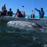 Gray Whale-Watching 2-Day Experience in Magdalena Bay - The Sum Up