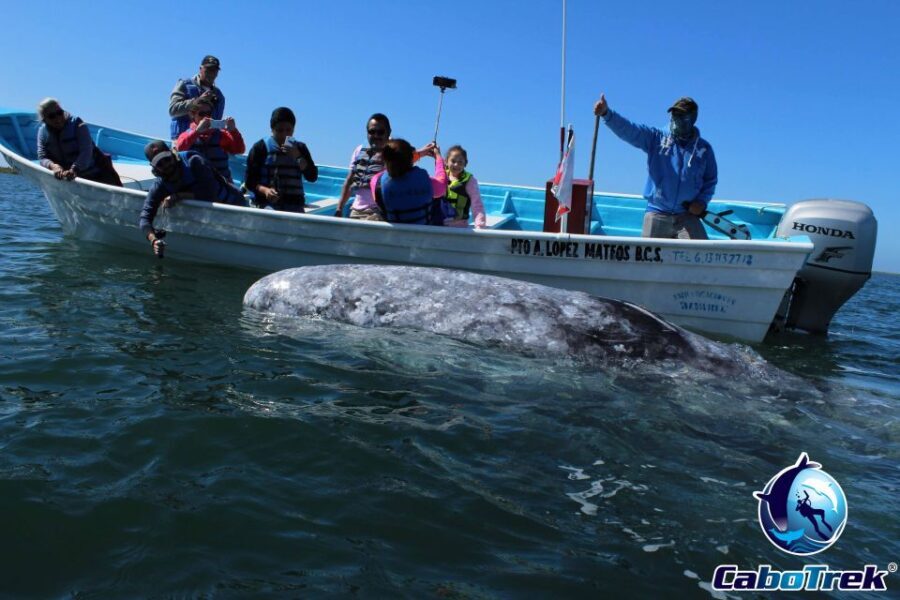 Gray Whale-Watching 2-Day Experience in Magdalena Bay - The Sum Up