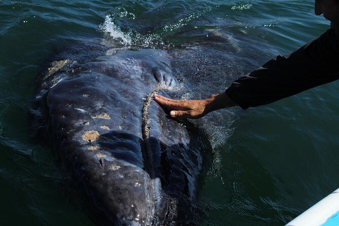 Gray Whale-Watching 2-Day Experience in Magdalena Bay - Who Is This Tour Best For?