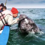 Gray Whale Watching Expedition at Magdalena Bay - The Practicalities: Cost, Booking, and What to Keep in Mind