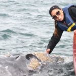 Gray Whale Watching in Bahia Magdalena - Transportation and Group Size