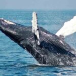 Gray Whale watching in Magdalena Bay From Los Cabos - Who Would Love This Tour?