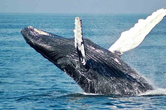 Gray Whale watching in Magdalena Bay From Los Cabos - Who Would Love This Tour?