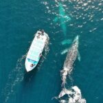 Gray Whale Watching Tour with Marine Biologist and Small Group - Who Will Love This Tour?
