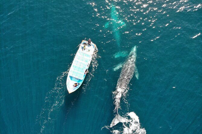 Gray Whale Watching Tour with Marine Biologist and Small Group - Who Will Love This Tour?