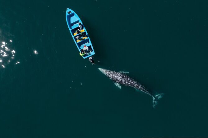 Gray Whales Watching in Magdalena Bay - What Makes This Tour Stand Out