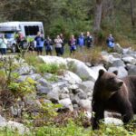 Great Bears of Bute: Grizzly Bear Viewing & Indigenous Cultural Tour - What Makes This Tour Stand Out?