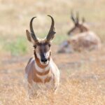 Great Salt Lake Birding and Nature Adventure - In-Depth Look at the Itinerary