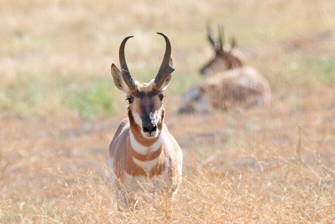 Great Salt Lake Birding and Nature Adventure - In-Depth Look at the Itinerary