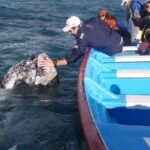 Grey Whale Watching at Mag Bay From Loreto - Value and Practicalities
