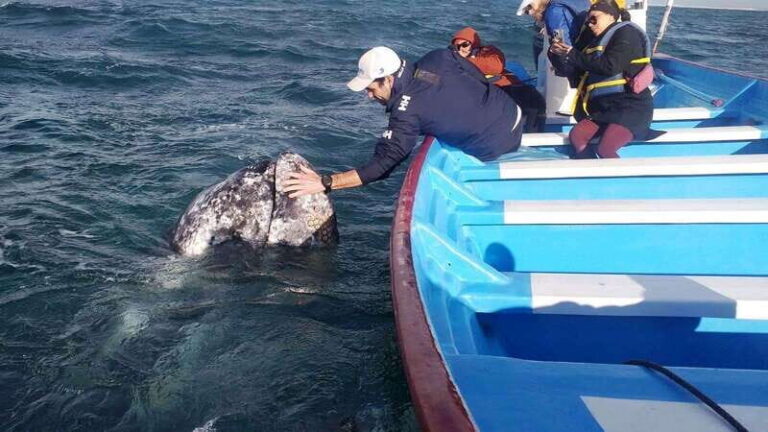 Grey Whale Watching at Mag Bay From Loreto - Value and Practicalities
