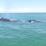 Grey whale watching in Puerto Chale, Mexico - Exploring the Experience