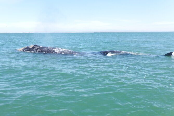 Grey whale watching in Puerto Chale, Mexico - Exploring the Experience