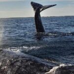 Grey Whale Watching with Expert Local Guides - What’s Included and What’s Not