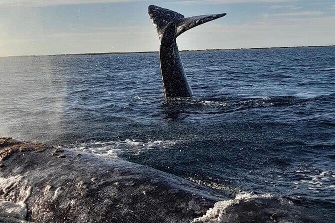 Grey Whale Watching with Expert Local Guides - What’s Included and What’s Not