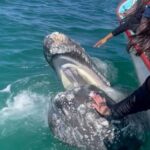 Grey Whales at Puerto Chale Private Expedition - Who Is This Tour Best Suited For?