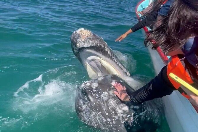 Grey Whales at Puerto Chale Private Expedition - Who Is This Tour Best Suited For?