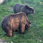 Grouse Mnt+StanleyPark+Hatchery+Cleveland Dam+LynnCanyonTOUR - Why This Tour Offers Value