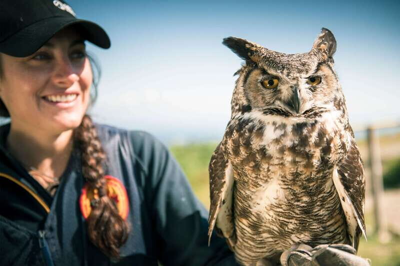 Grouse Mountain Skyride Admission Ticket - Wildlife Encounters and Educational Experiences
