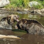 Grouse Mtn Stanley Park Hatchery Cleveland Dam Lynn Canyon Tour - Why This Tour Offers Great Value