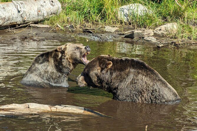 Grouse Mtn Stanley Park Hatchery Cleveland Dam Lynn Canyon Tour - Why This Tour Offers Great Value