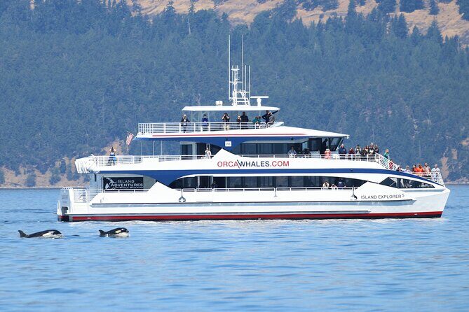 Guaranteed Whale Watch Tour from Anacortes - What the Reviews Highlight