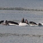 Guaranteed Whale Watching Adventure - In-Depth Look at the Itinerary