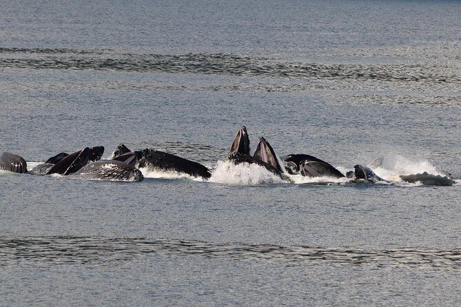 Guaranteed Whale Watching Adventure - In-Depth Look at the Itinerary