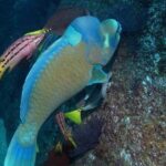 Guided by Divemaster, Cabo San Lucas short Snorkeling Tour MANTA - Who Will Love This Tour?