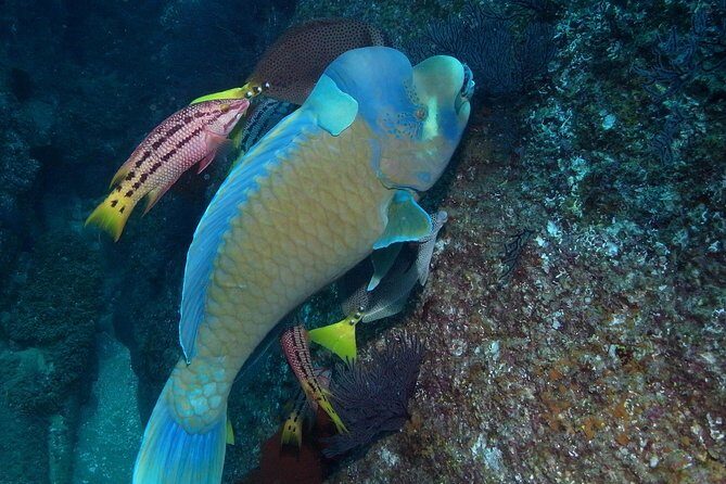 Guided by Divemaster, Cabo San Lucas short Snorkeling Tour MANTA - Who Will Love This Tour?