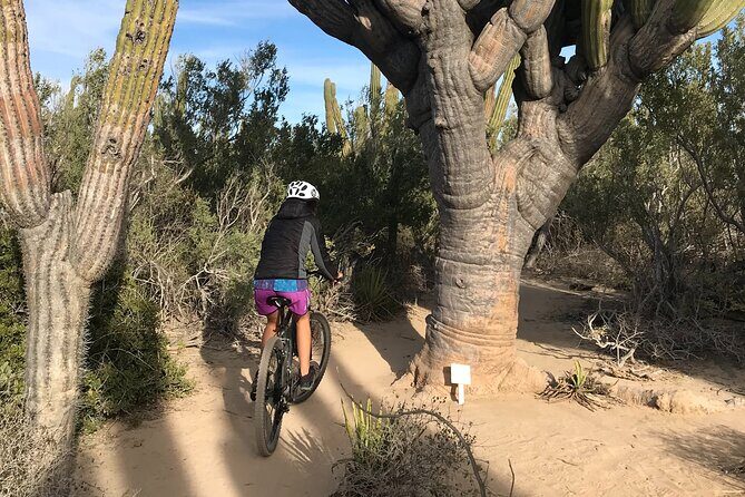 Guided Cactus Forest Mountain Bike Experience in La Ventana - The Value of the Experience