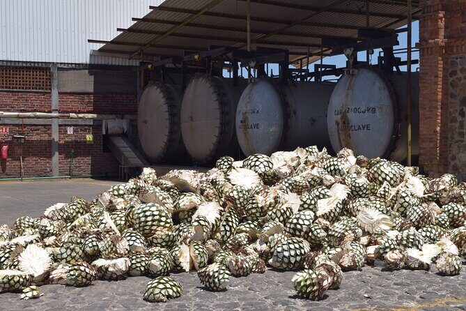 Guided Full Day Tour to Tequila and Cantaritos el Guero - The Itinerary in Detail
