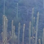 Guided Hike in the Sonoran Desert - FAQs