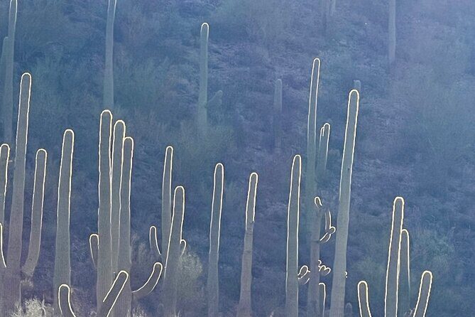 Guided Hike in the Sonoran Desert - FAQs