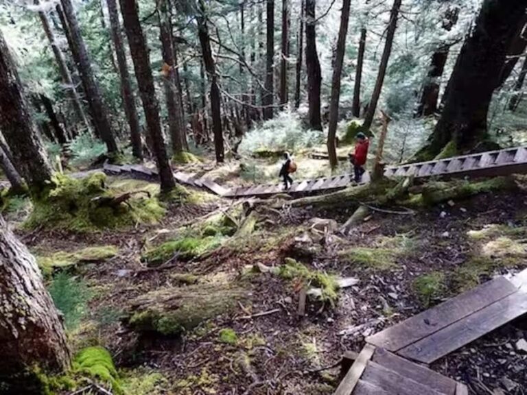 Guided Hike | TONGASS NATIONAL FOREST - The Cultural Element
