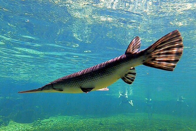 Guided Kayaking Manatee Tour near Orlando - The Sum Up