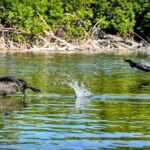 Guided Mangrove Eco Tours Kayak or Paddleboard Adventure - How the Itinerary Breaks Down