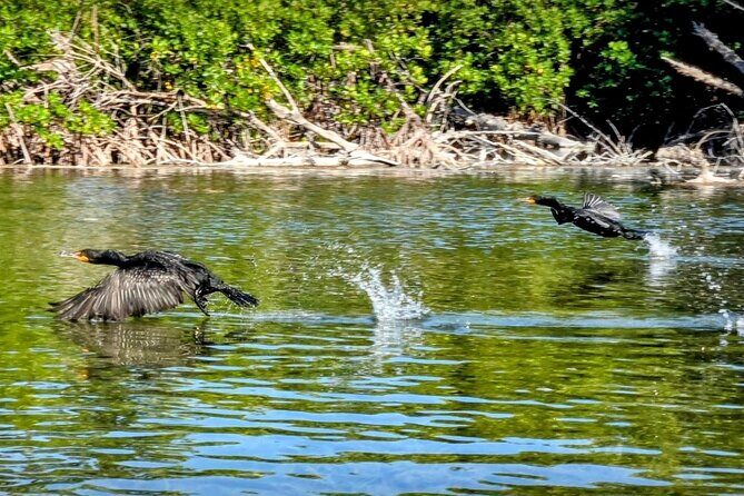 Guided Mangrove Eco Tours Kayak or Paddleboard Adventure - How the Itinerary Breaks Down