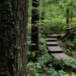 Guided Rainforest & Suspension Bridge Private Hike - Authentic Experiences and Real Insights