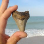 Guided Shark Tooth and Seashell Hunting Eco Tour on Manasota Key - The Experience from Travelers’ Perspectives