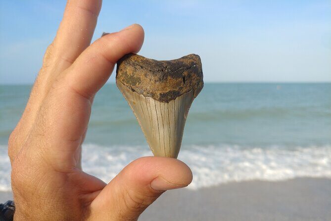 Guided Shark Tooth and Seashell Hunting Eco Tour on Manasota Key - The Experience from Travelers’ Perspectives
