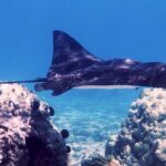 Guided Snorkeling for Beginners with Flotation Wetsuit - Practical Considerations