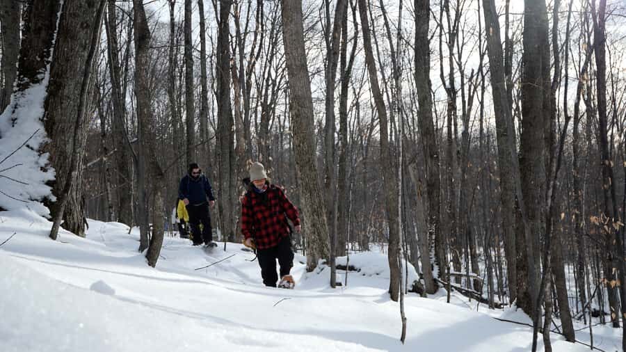 Guided Snowshoe Tour in Mont-Tremblant - The Value of This Tour