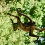 Guided Tour in Costa Maya Chacchoben Ruins History - FAQ