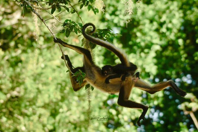 Guided Tour in Costa Maya Chacchoben Ruins History - FAQ