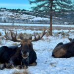 Guided Tour of the Yukon Wildlife Preserve - Who Will Love This Tour?